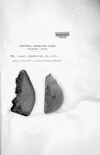 Phellinus igniarius image